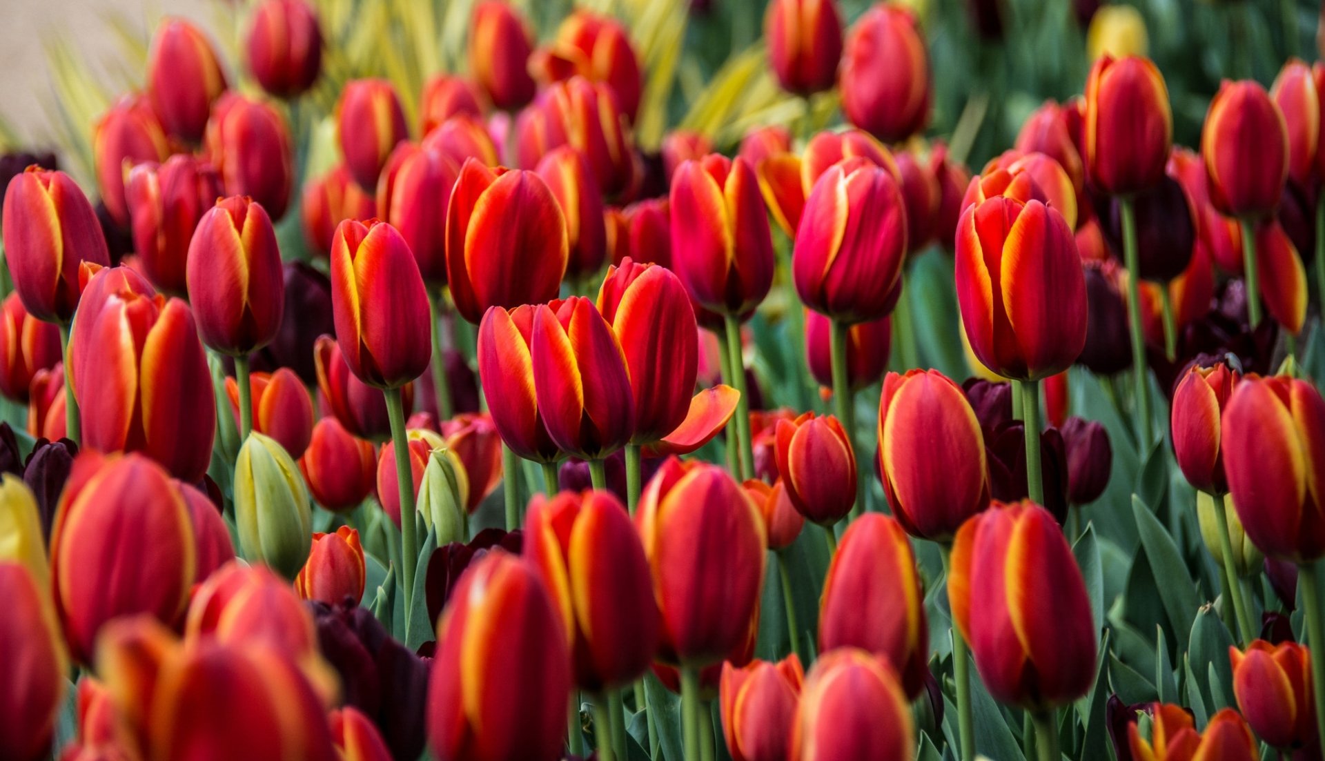 Download Red Flower Flower Nature Tulip HD Wallpaper | 2048x1177 ...