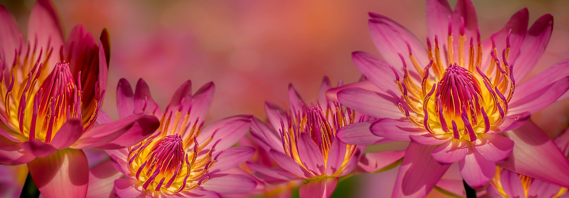 Download Pink Flower Flower Nature Water Lily 4k Ultra HD Wallpaper