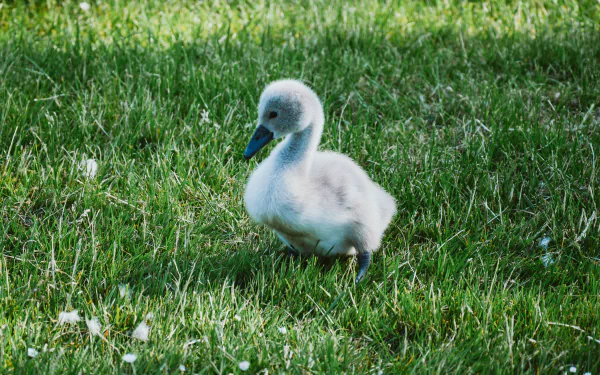  Cute Trumpeter Cygnet