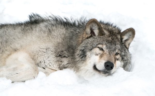 Animal Wolf Wolves Snow HD Wallpaper | Background Image