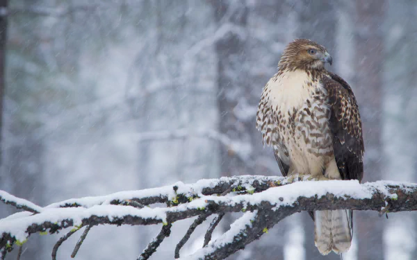 A hawk perches on a snow-covered branch amid falling snow in a winter forest, captured in high-definition detail as a striking bird of prey desktop wallpaper.