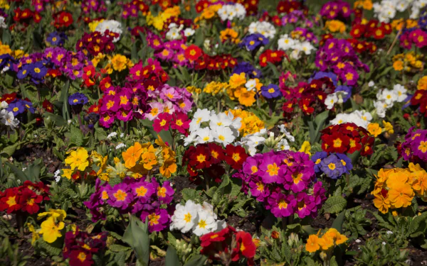 colorful flower nature primula HD Desktop Wallpaper | Background Image