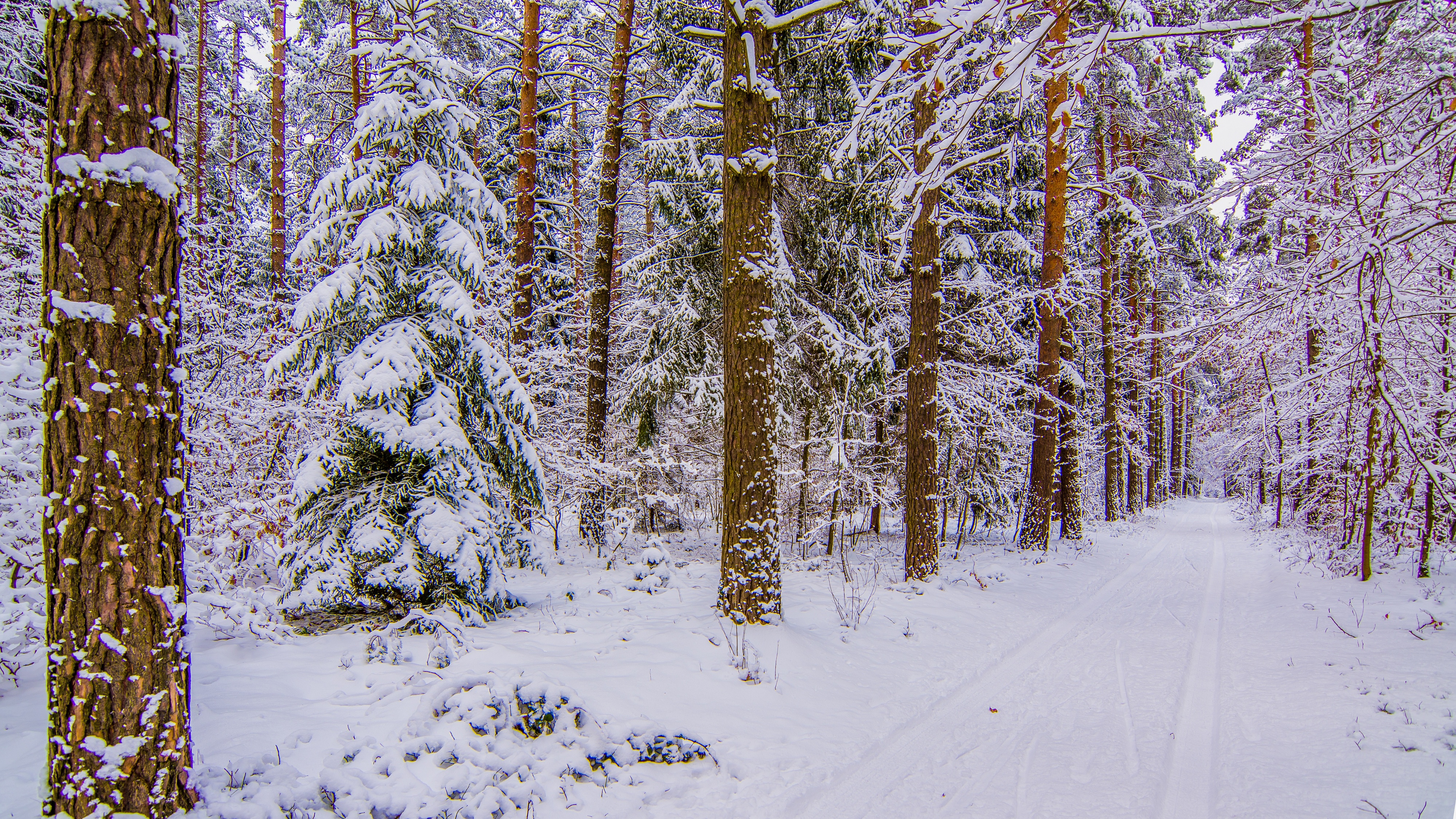 Winter Path Through Snow-Covered Forest | 4K Ultra HD Nature Wallpaper