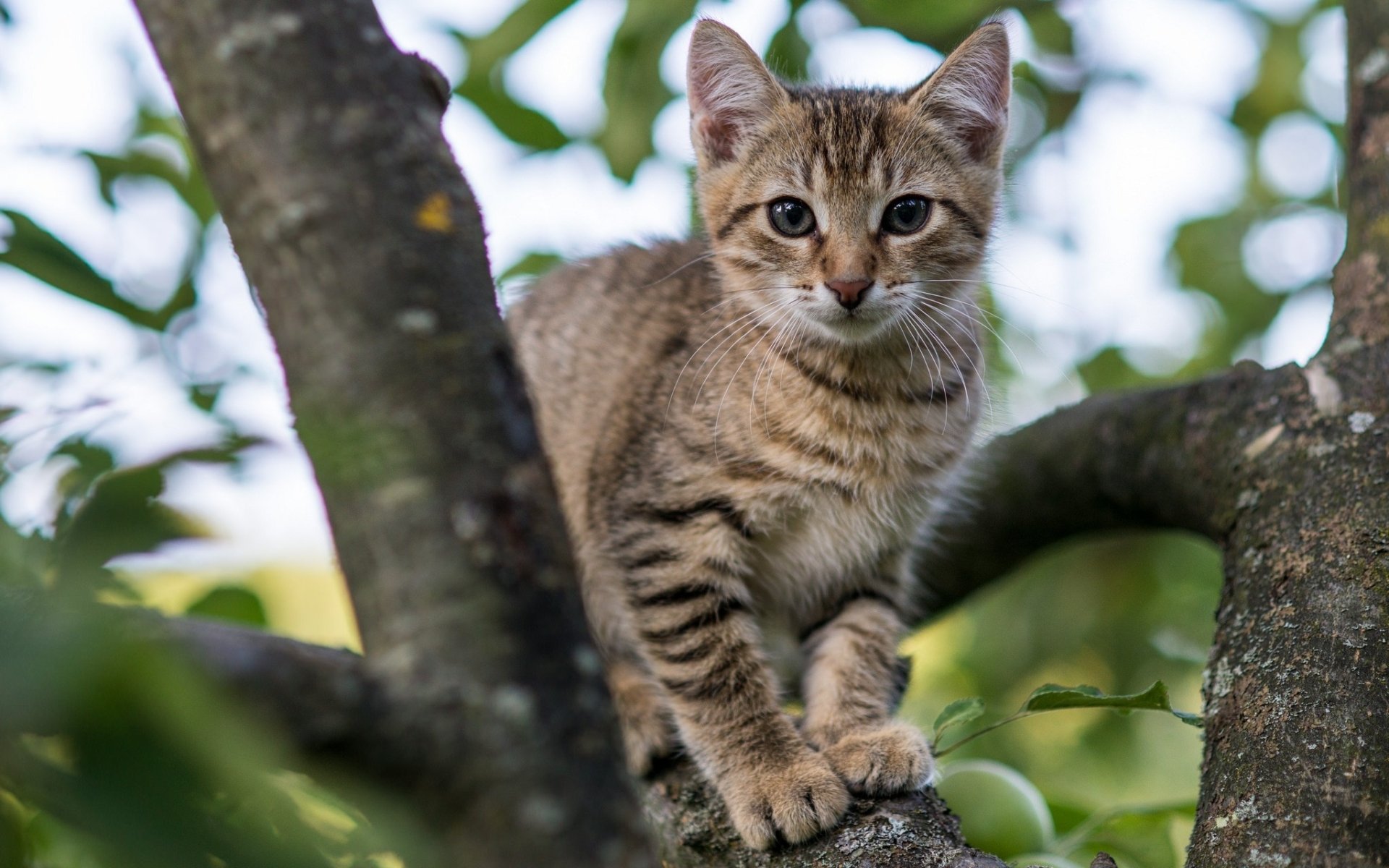 HD desktop wallpaper featuring a curious tabby cat staring intently while perched on a tree branch among green leaves.