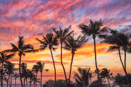 cloud sky palm tree nature sunset HD Desktop Wallpaper | Background Image