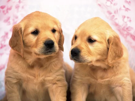 HD desktop wallpaper featuring two adorable golden retriever puppies sitting side by side, gazing attentively. Their fluffy fur and gentle expressions make for a heartwarming animal background.