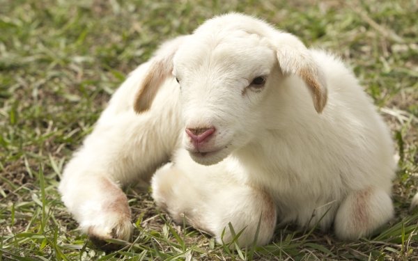 Animal Sheep Lamb Baby Animal Close-Up HD Wallpaper | Background Image
