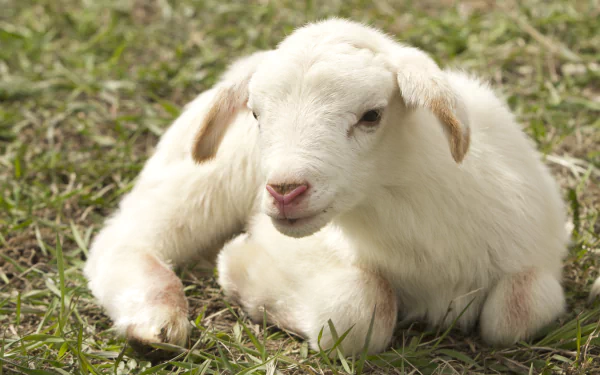 Close-up of a white lamb resting on grass, captured in high definition as a PC desktop wallpaper and background.