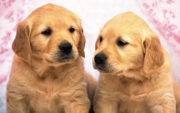 HD desktop wallpaper featuring two adorable golden retriever puppies sitting side by side, gazing attentively. Their fluffy fur and gentle expressions make for a heartwarming animal background.