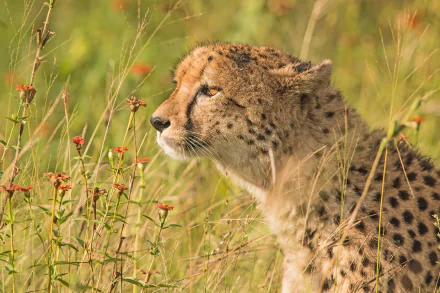 Cheetah profile in sunlit tall grass, detailed spotted coat and alert gaze — 5K Ultra HD PC desktop wallpaper/background.