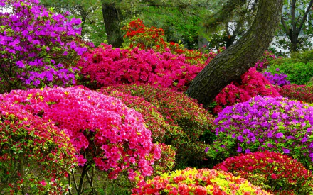 Vibrant azalea garden in full spring bloom with colorful purple and pink flowers under lush green trees, captured in HD for a lively desktop wallpaper background.