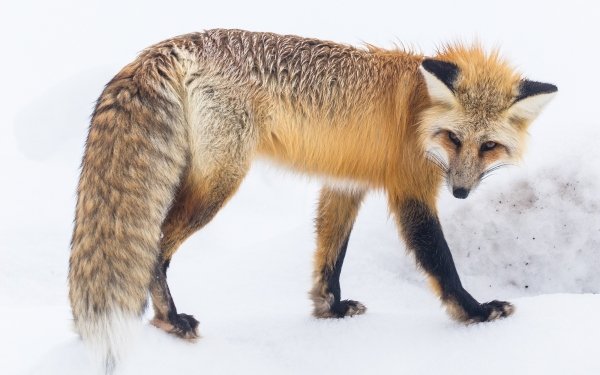 Animal Fox Mammal Winter HD Wallpaper | Background Image