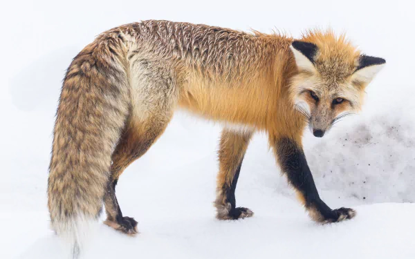  Red Fox in Yellowstone National Park Montana USA