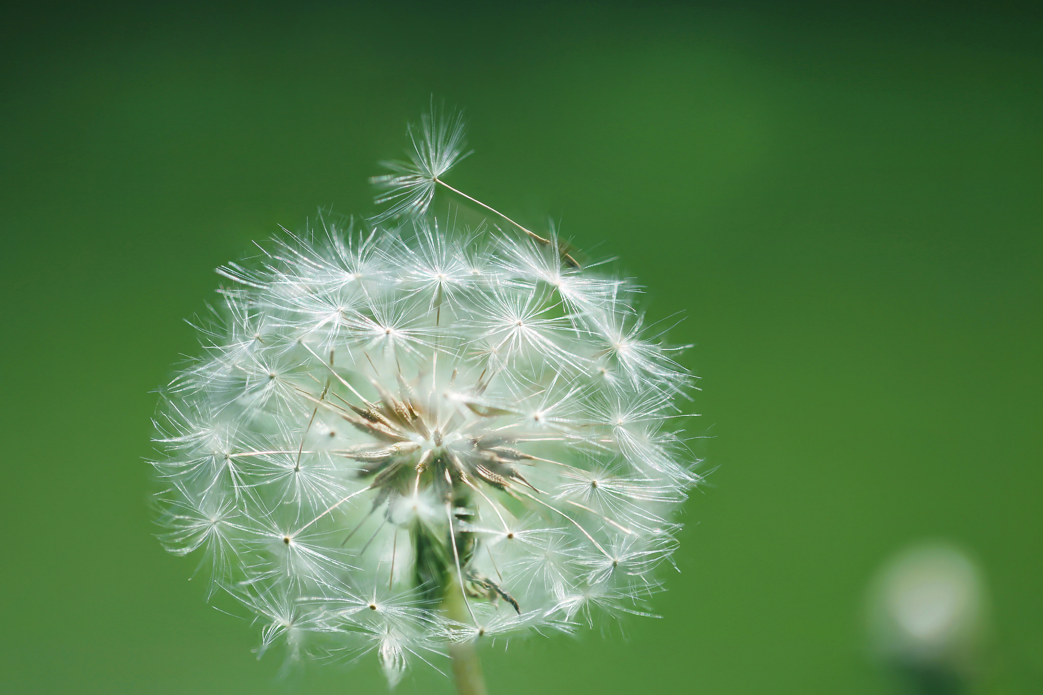 Download Summer Nature Macro Dandelion HD Wallpaper