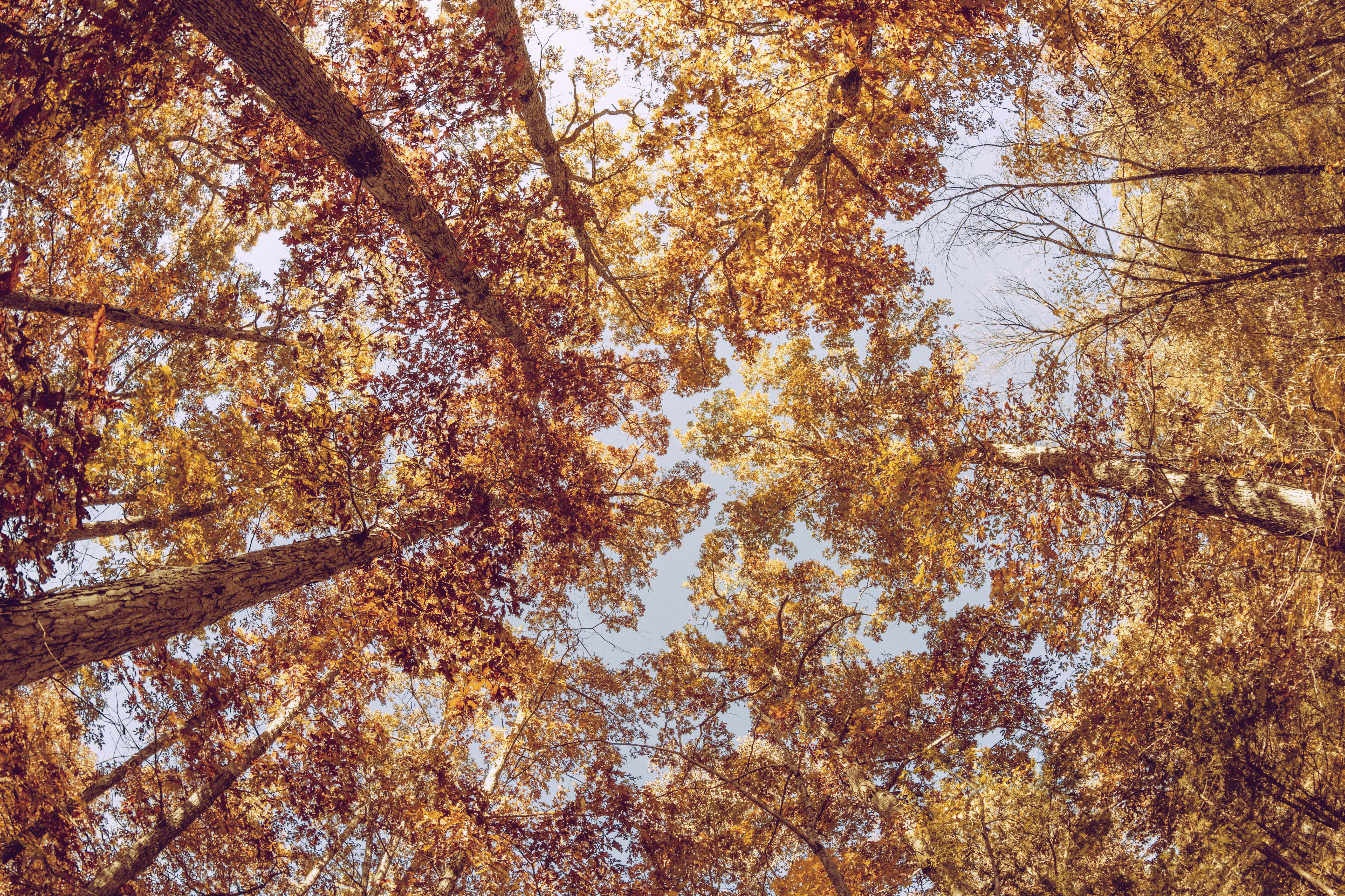 Nature Fall HD Wallpaper | Background Image