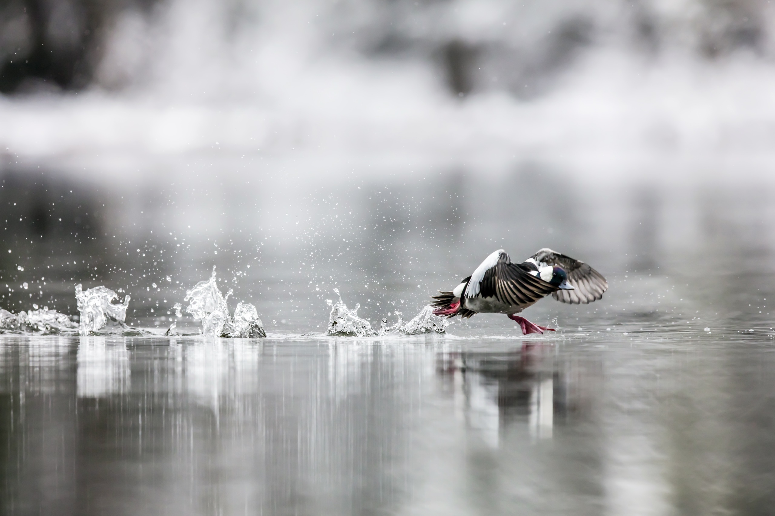 Duck taking off from water by François Poitras