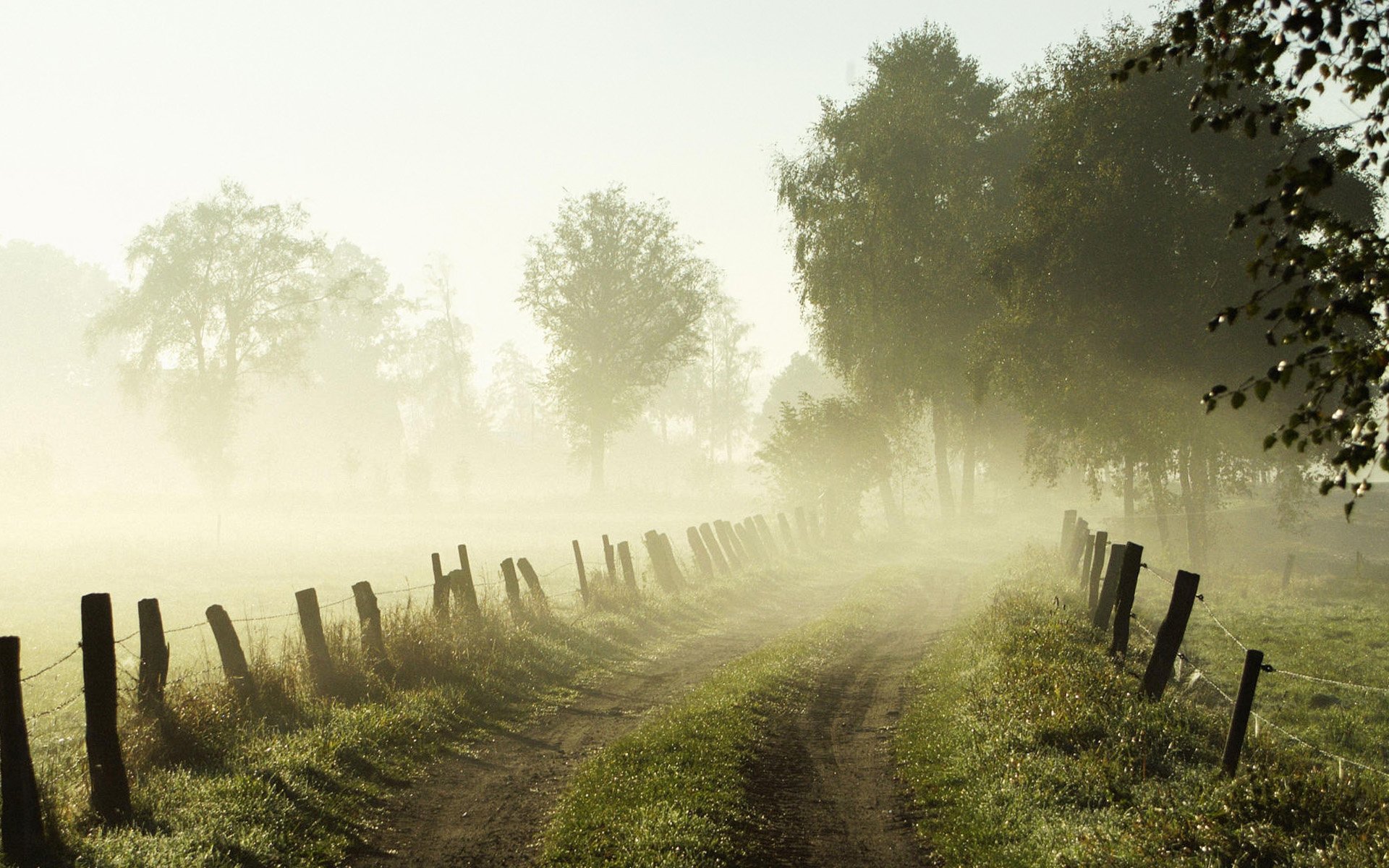 download-path-tree-landscape-nature-fog-hd-wallpaper