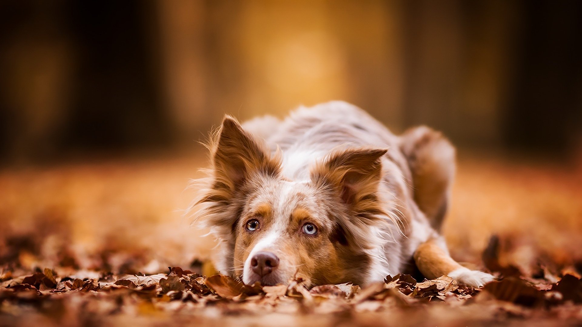 Download Muzzle Fall Resting Depth Of Field Dog Animal Border Collie HD Wallpaper by Julia Poker