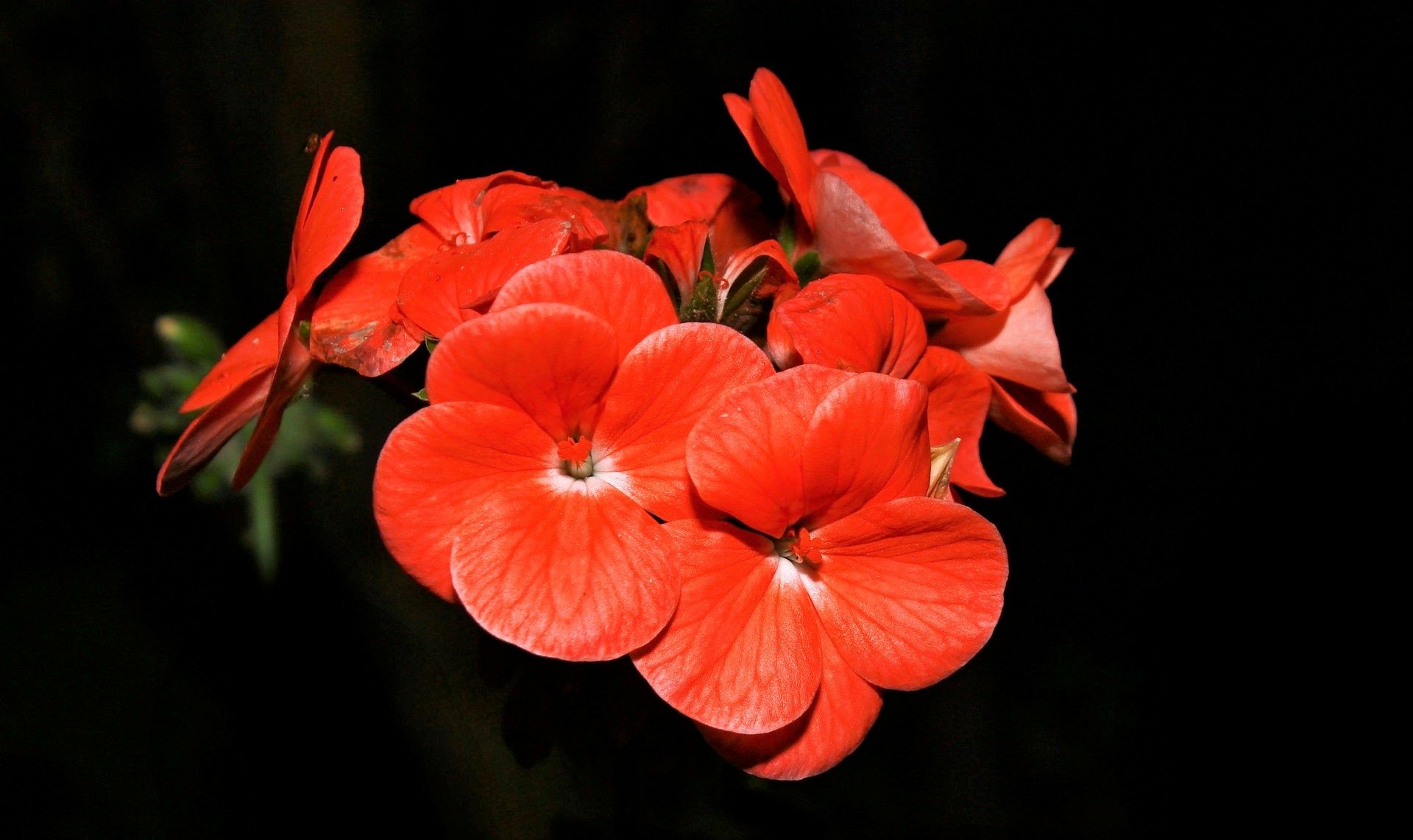 Vibrant red flowers captured in high definition against a dark background, showcasing the beauty of nature in this PC desktop wallpaper.