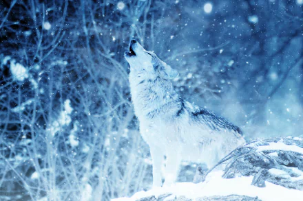 A wolf howling amid a snowfall in a winter forest, captured in an HD wallpaper background.