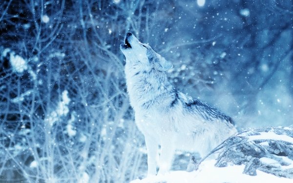 Animal Wolf Wolves Winter Snowfall Howling HD Wallpaper | Background Image