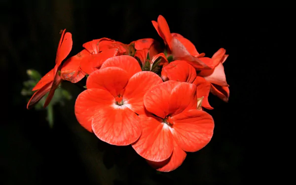  Red Flowers at Night