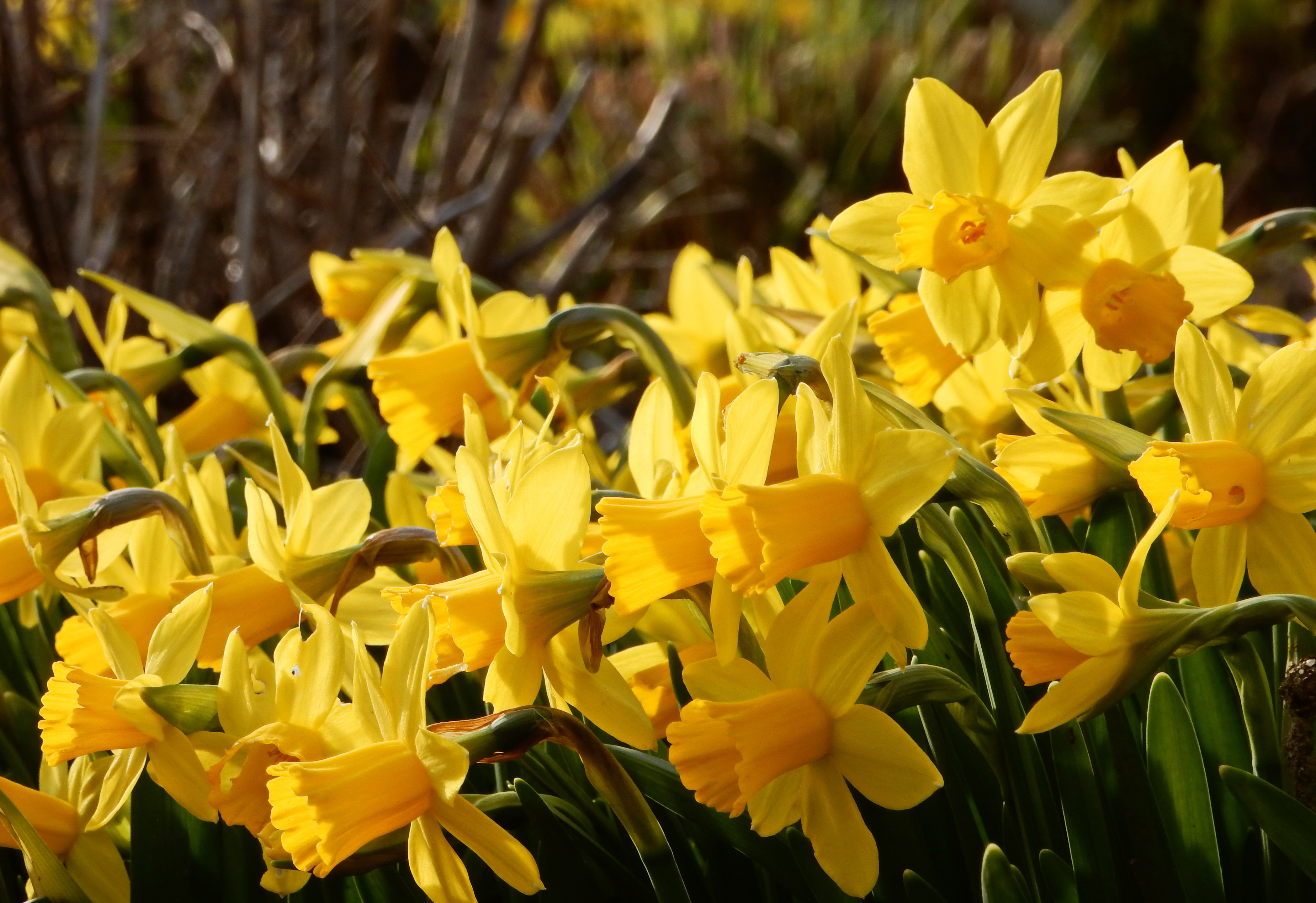 Download Nature Yellow Flower Flower Daffodil HD Wallpaper