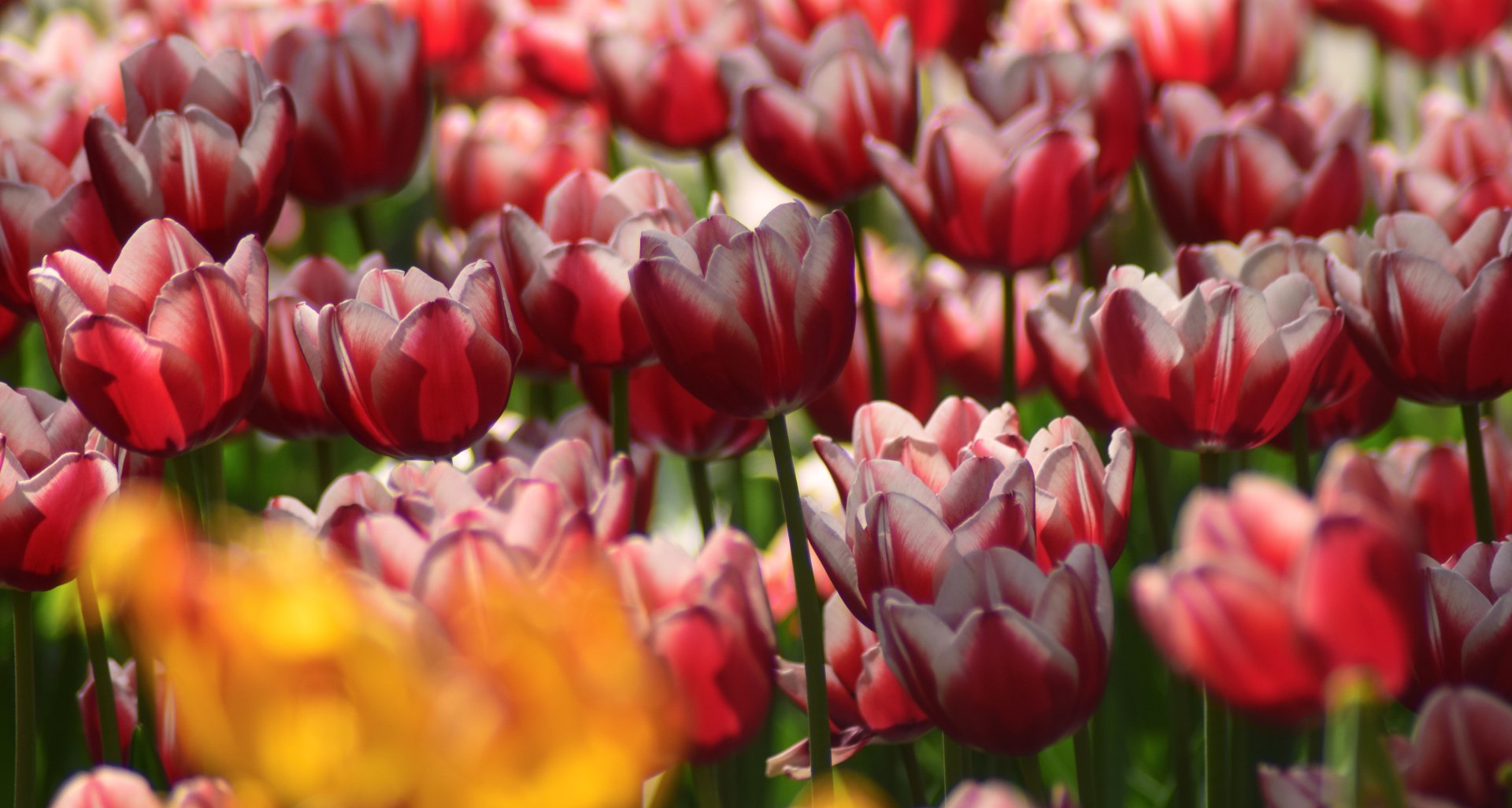 Download Flower Nature Tulip 4k Ultra HD Wallpaper | 6000x3208 ...