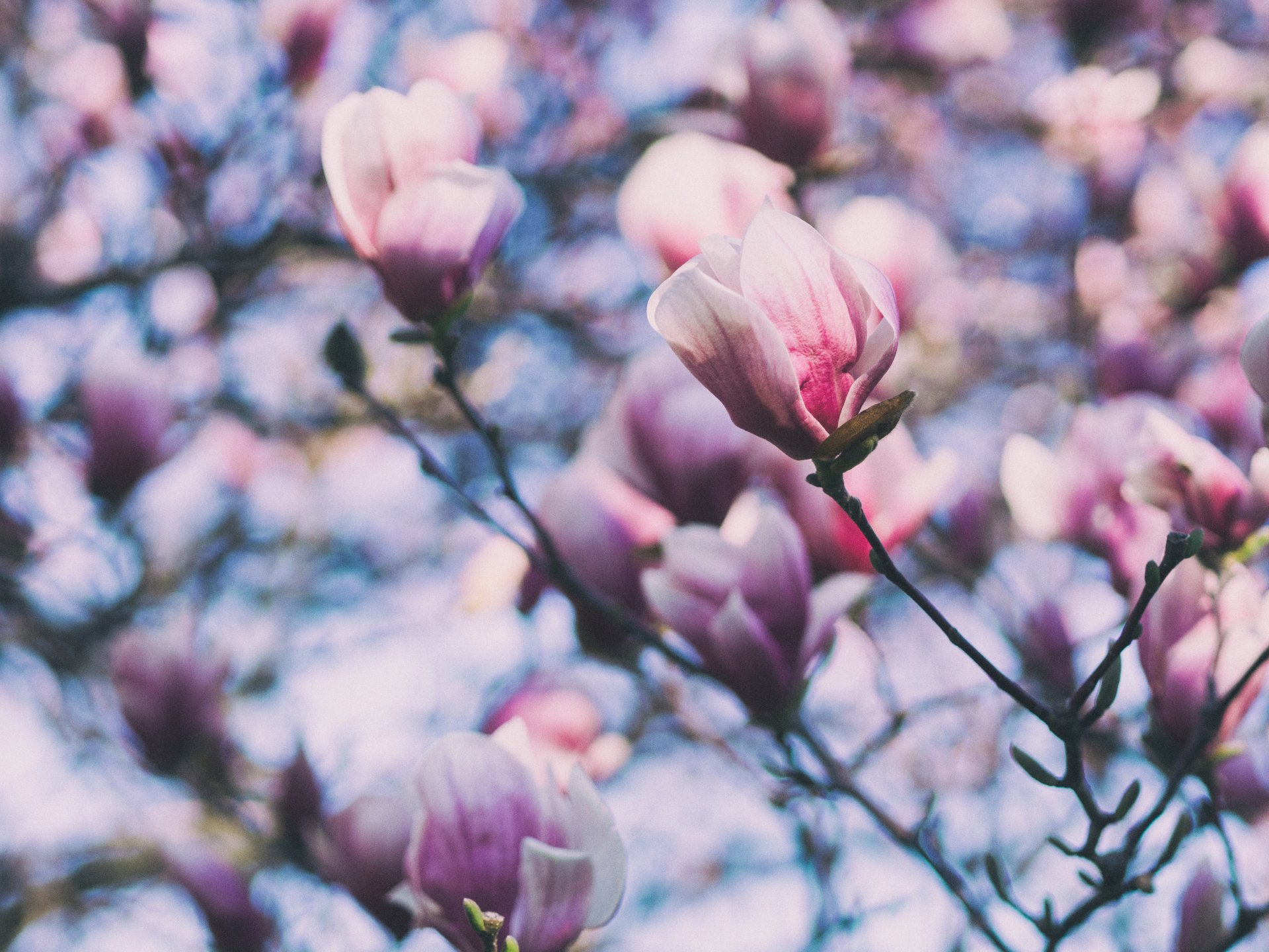 Download Pink Flower Blur Spring Flower Nature Blossom Magnolia 4k