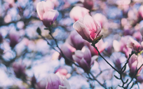 Close-up of pink magnolia blossoms in spring with a softly blurred background, captured in vivid 4K Ultra HD detail.