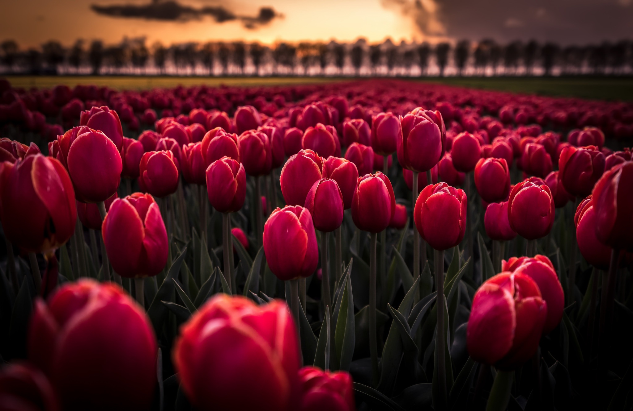 Download Depth Of Field Pink Flower Field Flower Nature Tulip HD Wallpaper