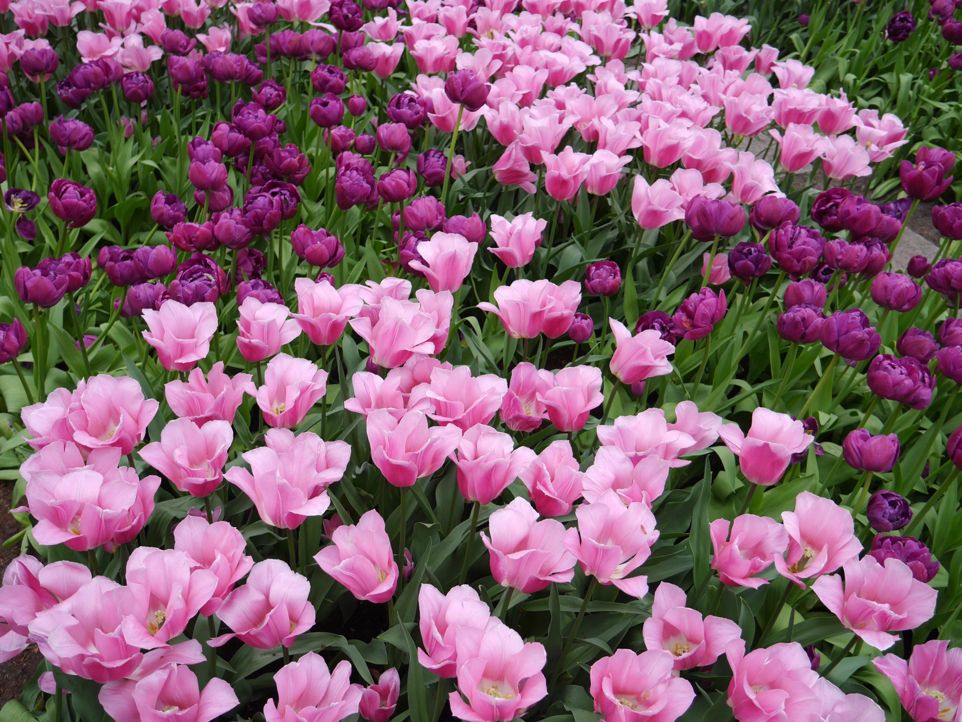 Download Purple Flower Pink Flower Spring Flower Nature Tulip 4k Ultra ...