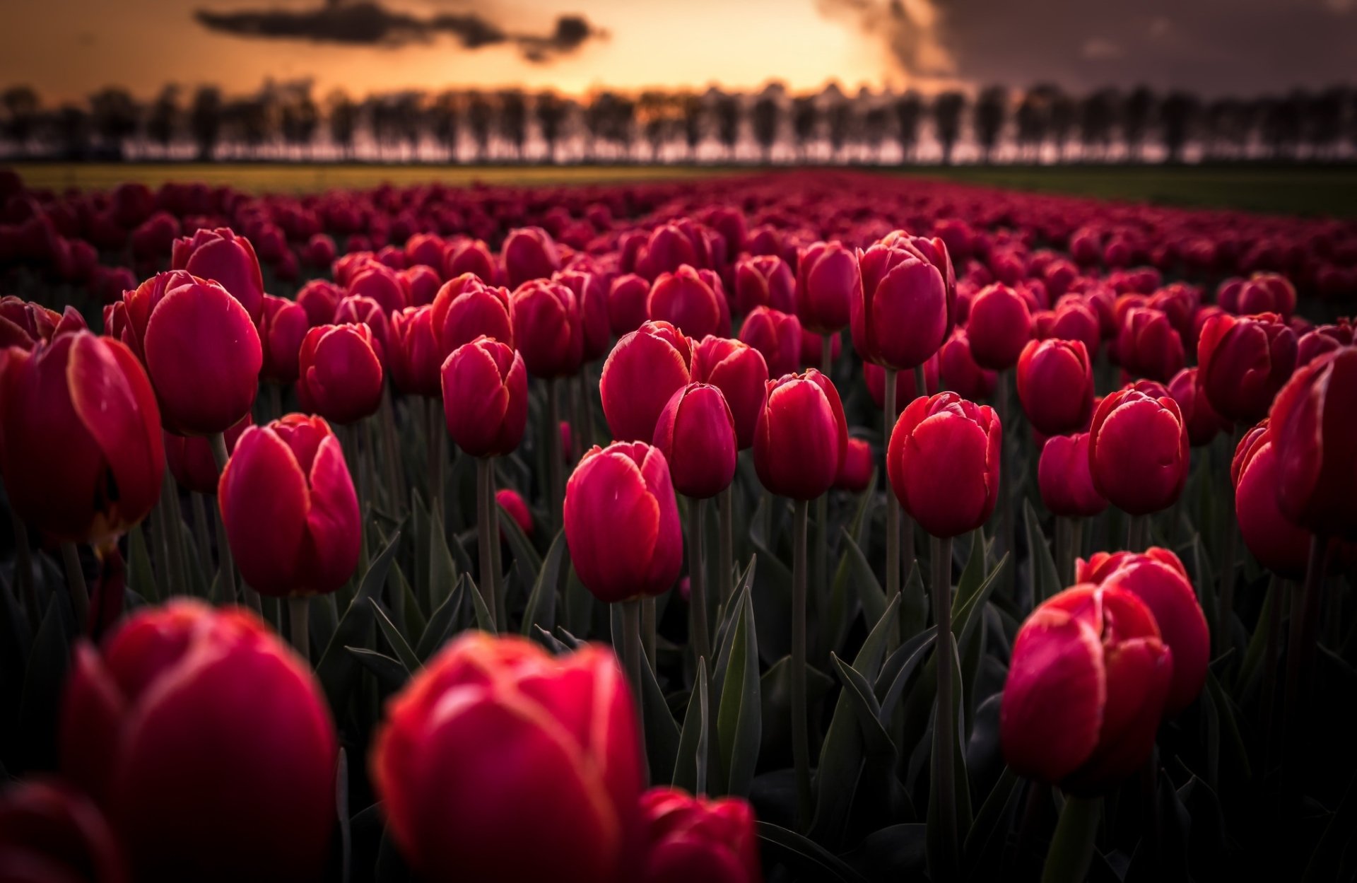 Download Depth Of Field Pink Flower Field Flower Nature Tulip HD Wallpaper