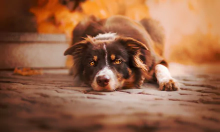 Border collie muzzle resting on cobblestones amid warm autumn light — Animal dog portrait, 2K Quad HD PC desktop wallpaper/background.