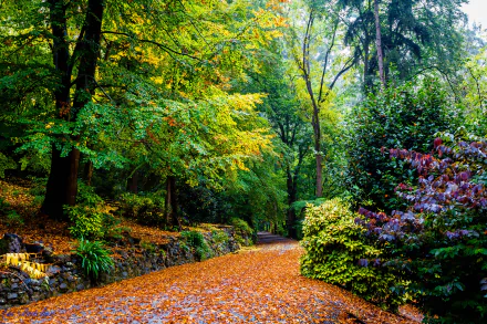 HD wallpaper of a tranquil park in Melbourne, Australia. The path is covered with fall leaves, surrounded by lush green trees and bushes, capturing the serene beauty of autumn.
