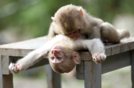 Cute baby monkey playing on a wooden bench. The image serves as a high-definition desktop wallpaper and background, emphasizing the playful and endearing nature of the young animal.