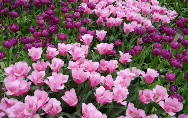 Earth Tulip Flowers Flower Spring Pink Flower Purple Flower HD Wallpaper | Background Image