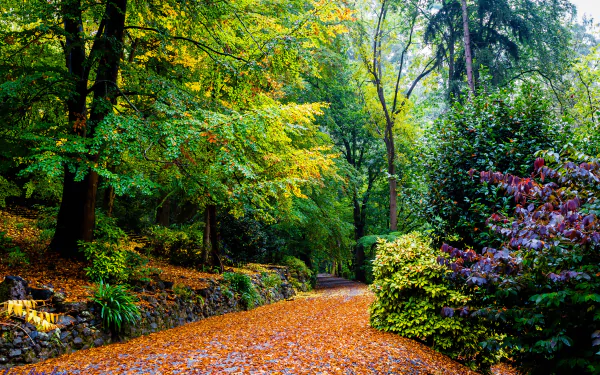HD wallpaper of a tranquil park in Melbourne, Australia. The path is covered with fall leaves, surrounded by lush green trees and bushes, capturing the serene beauty of autumn.