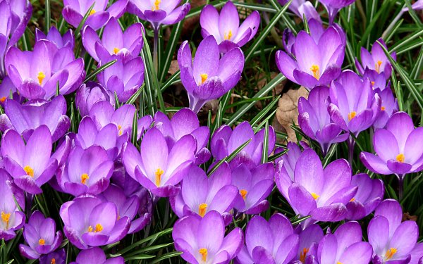Earth Crocus Flowers Nature Flower Purple Flower HD Wallpaper | Background Image