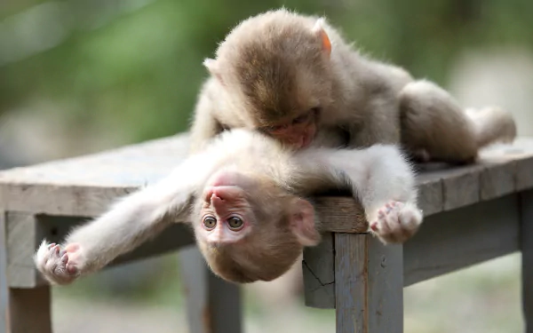 Cute baby monkey playing on a wooden bench. The image serves as a high-definition desktop wallpaper and background, emphasizing the playful and endearing nature of the young animal.