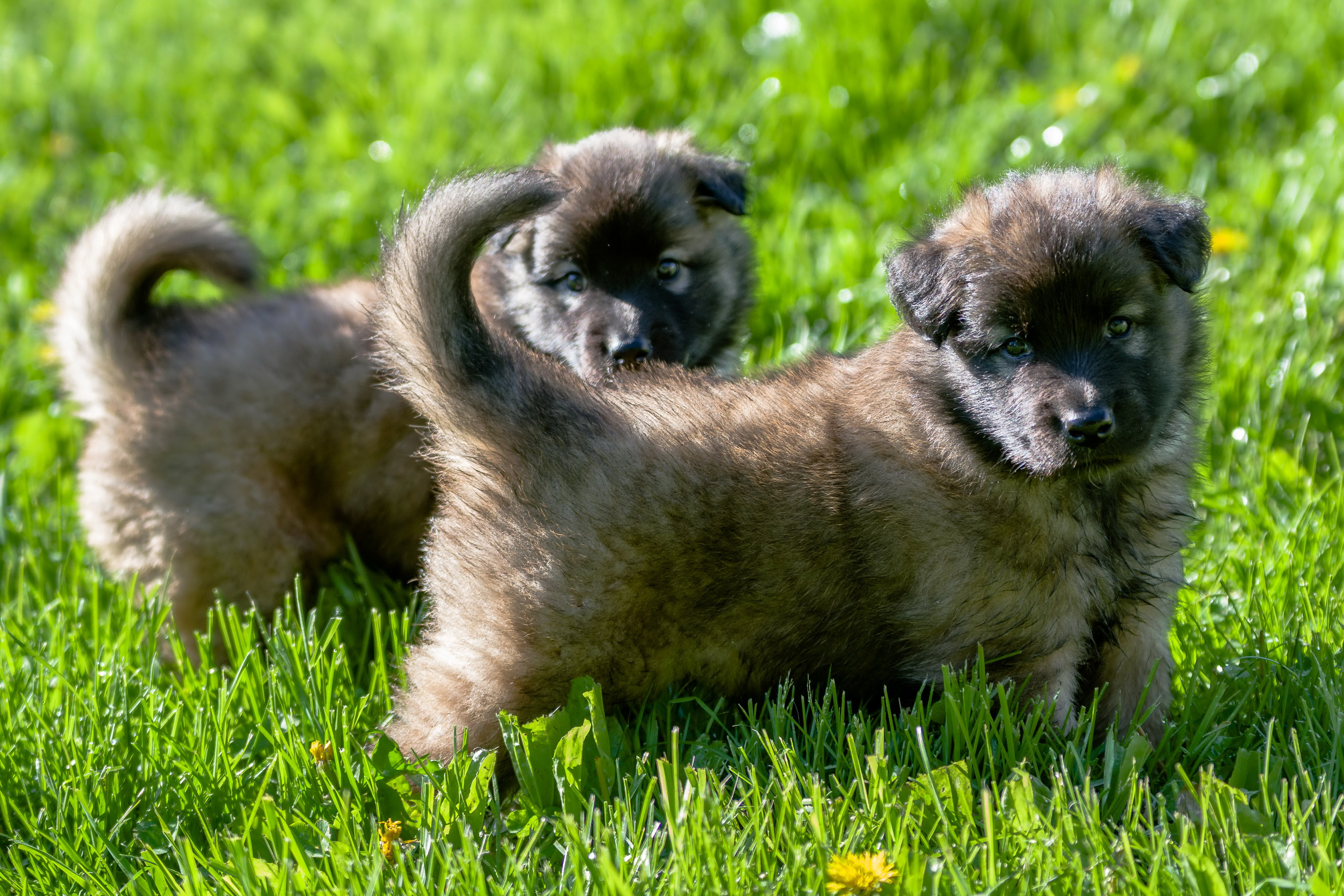 Cute German Shepherd Puppies