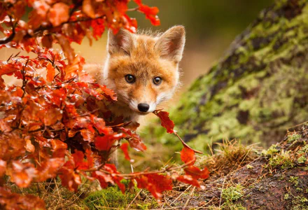 An adorable baby fox peeks through vibrant fall foliage in a high-definition desktop wallpaper, capturing the essence of autumn with its captivating stare.