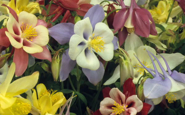  Columbine Flowers