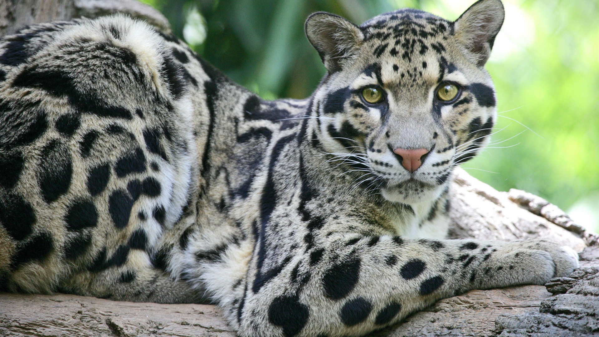 Animal Clouded Leopard HD Wallpaper | Background Image
