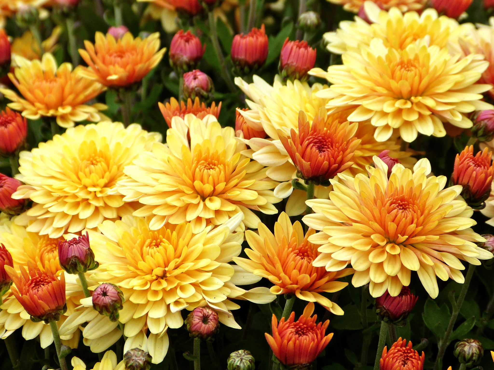 Download Yellow Flower Flower Nature Chrysanthemum HD Wallpaper