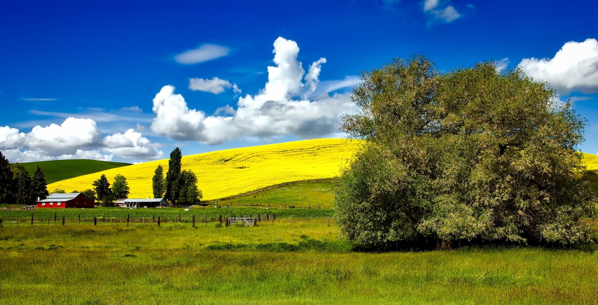 Download Rapeseed Sky Cloud Tree Hill Photography Landscape HD ...