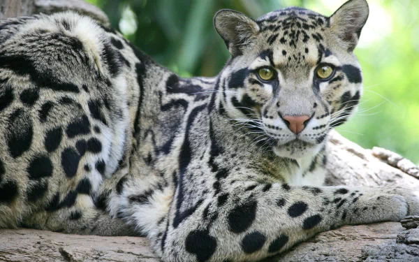 A stunning clouded leopard lounges gracefully on a branch, showcasing its striking spotted coat. This captivating image serves as an HD desktop wallpaper and background for animal lovers.