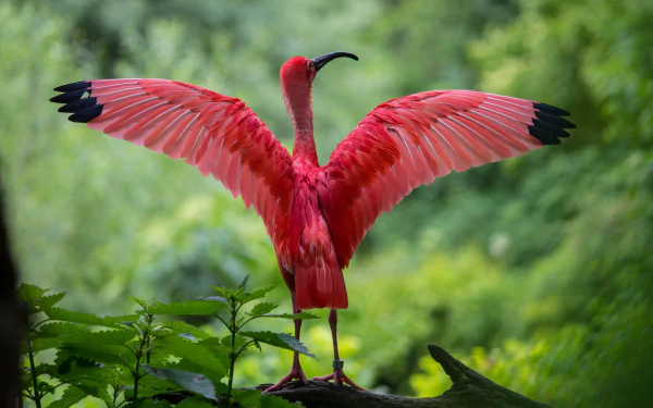  Scarlet Ibis Spreading It's Wings