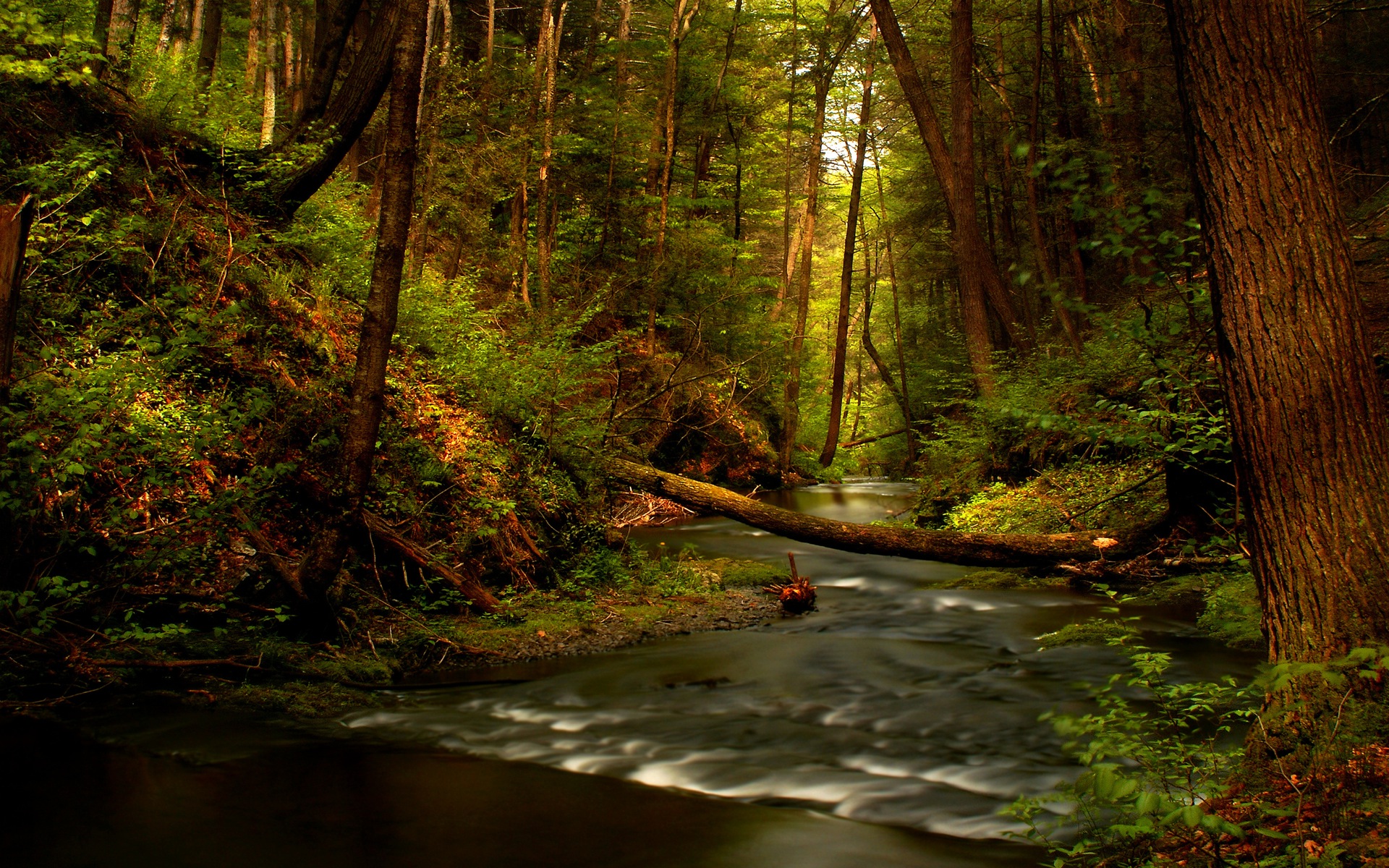 A serene forest scene as a high-definition desktop wallpaper.