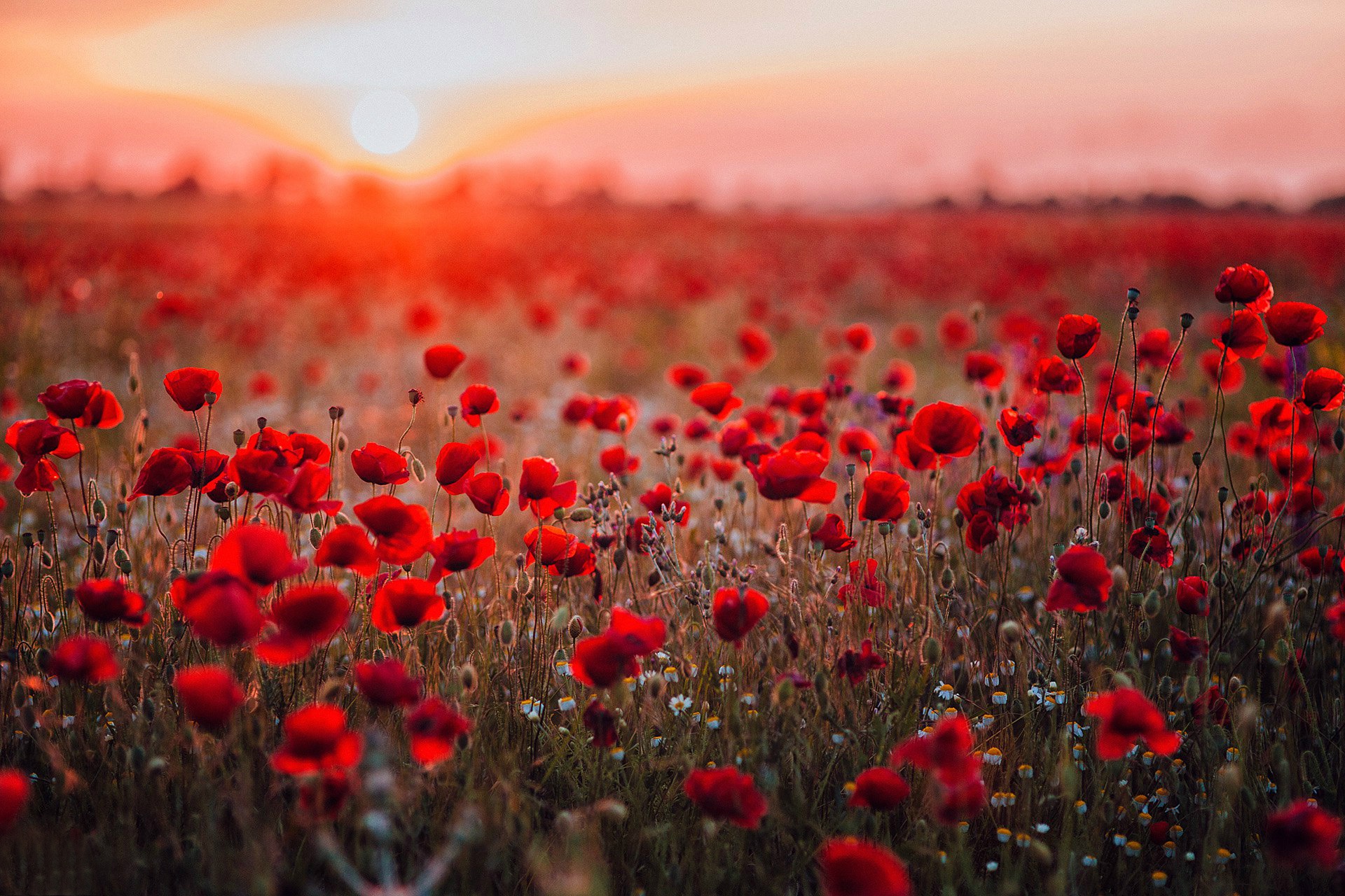 download-field-depth-of-field-summer-red-flower-flower-nature-poppy-hd